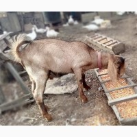 Продам альпийскую козу котную от породистого козла шами - нубиец