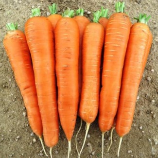 Продаж оптової моркви, висока якість, всі області