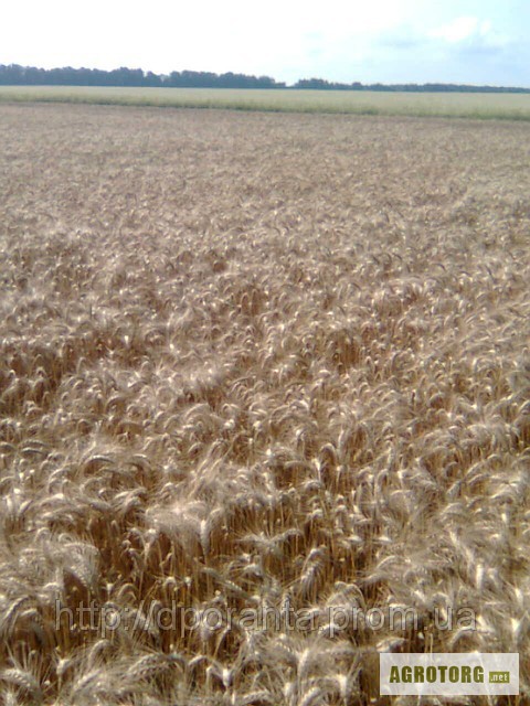 Реалізуємо насіння озимої пшениці