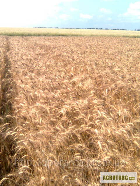 Фото 2. Реалізуємо насіння озимої пшениці