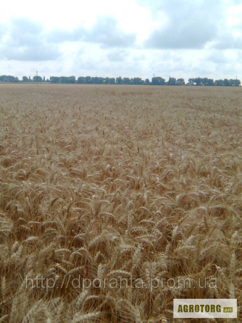 Фото 4. Реалізуємо насіння озимої пшениці