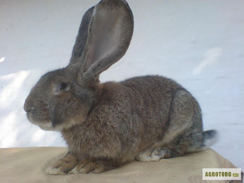 Фото 3. Продам кроликов породы бельгийский великан(обр ,ризен, фландр)