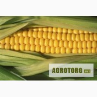 Продам насіння кукурудзи гiбрид Подільський 274 СВ