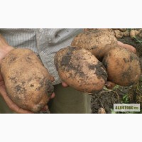 Продам картофель семенной в Украине