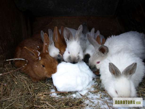 Фото 3. Кролики продажа