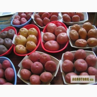 Насіннева картопля - доставка по Україні