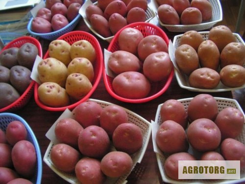 Насіннева картопля - доставка по Україні