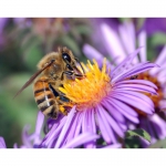 Продам бджоломатки, бджолопакети породи Бакфаст