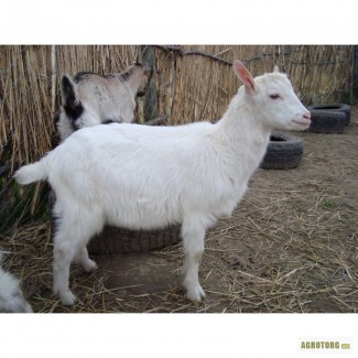 Продаются отличные козлы (3 мес.) от удойных коз