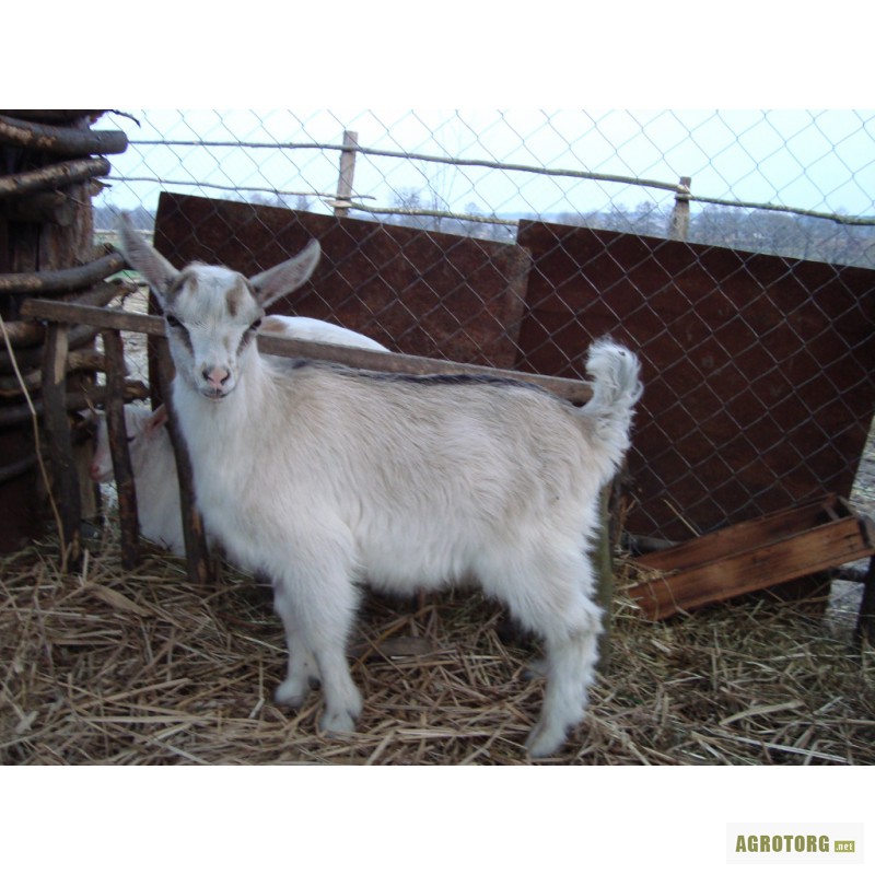 Фото 2. Продаются отличные козлы (3 мес.) от удойных коз