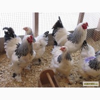 Продам цыплят суточных брама куропатчатая и светлая