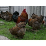 Продам цыплят суточных брама куропатчатая и светлая