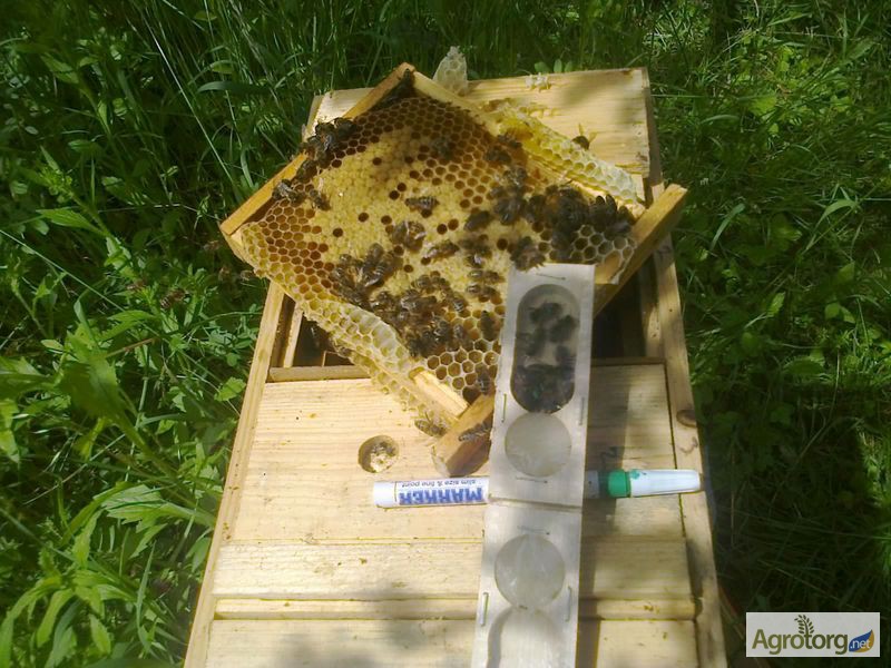 Фото 2. Пропонуємо Вам купити бджоломатки з племінних пасік карпатської породи від виробника