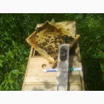 Пропонуємо Вам купити бджоломатки з племінних пасік карпатської породи від виробника