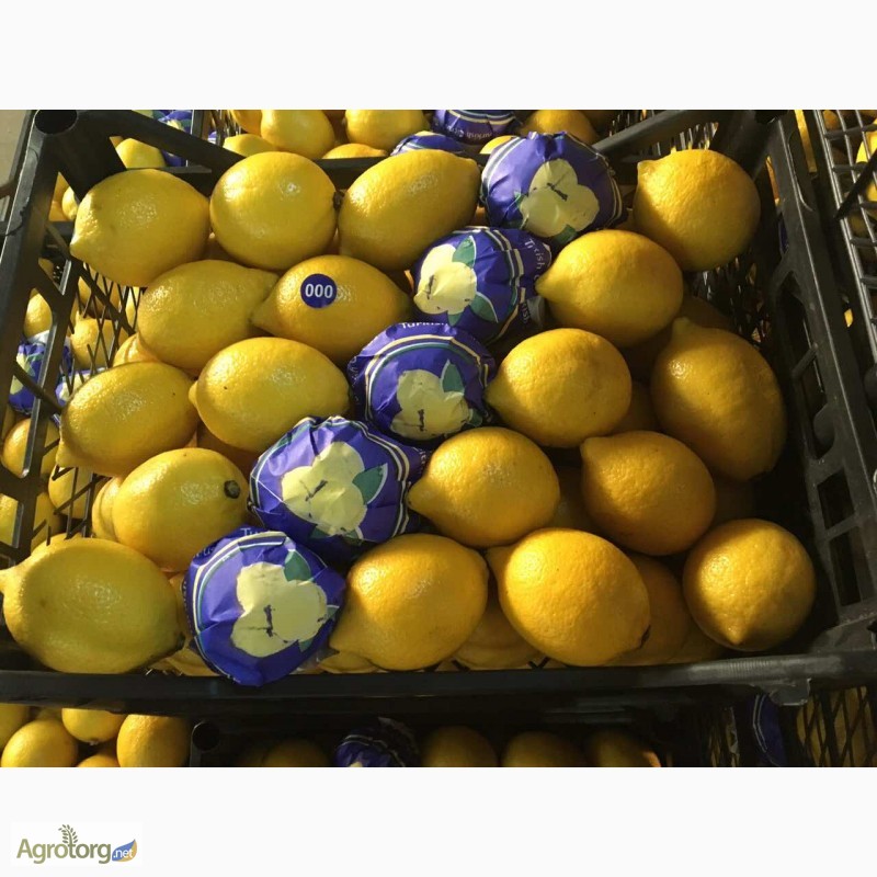 Фото 2. Оптовая продажа лимона прямо с Турции