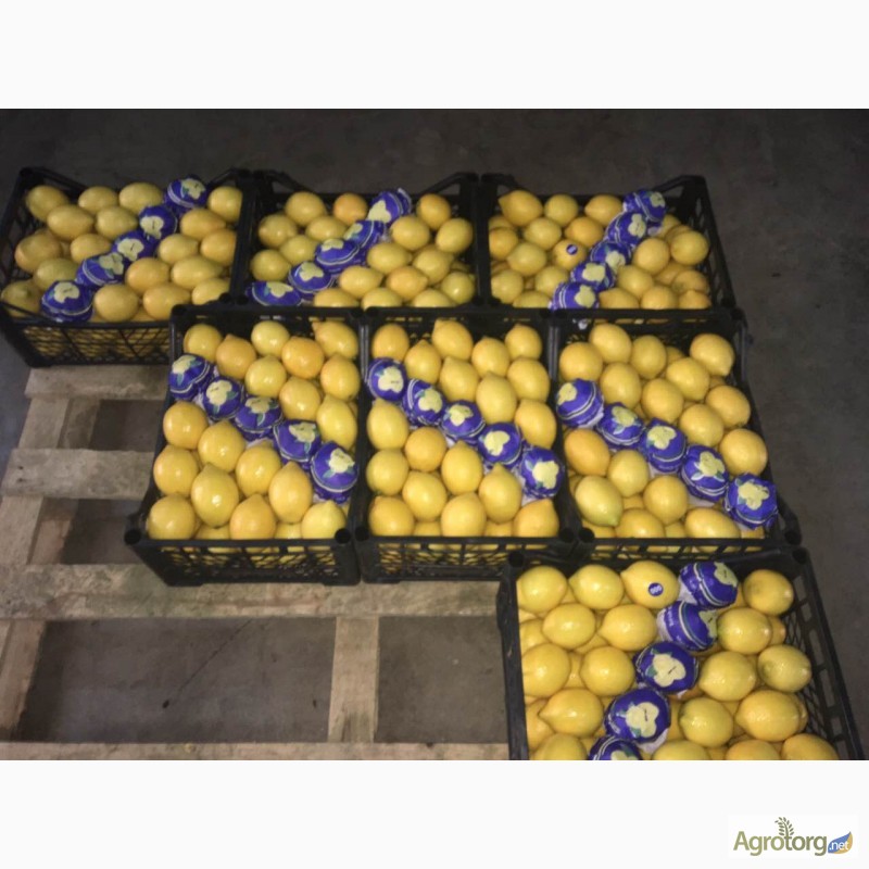 Фото 3. Оптовая продажа лимона прямо с Турции