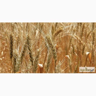 Пшеницa Фураж 500 тонн