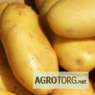 Картофель из Египта, Египетский картофель оптом