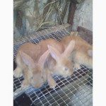 Бургундские кролики