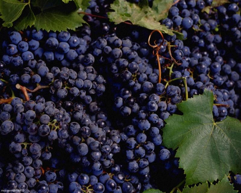 Продам виноград Одесський чорний