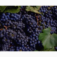 Продам виноград Одесський чорний