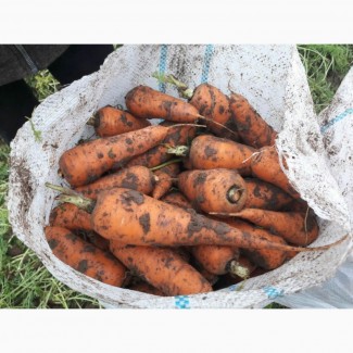 Продам морковь оптом от 20 тонн