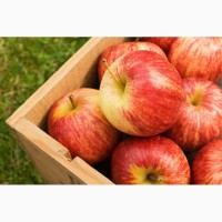 Более 25 сортов яблок