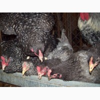 Цыплята куры несушки Доминант. Чехия