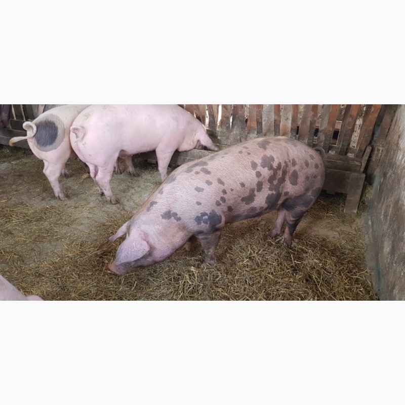 Свиньи пьетрен характеристика. Сало породы свиней дюрок.