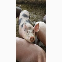 Свиньи на мясо Дюрок + Пьетрен / 10 голов