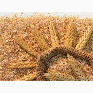 Насіння твердої пшениці, семена твердой пшеницы трансгенный сорт двуручки denton