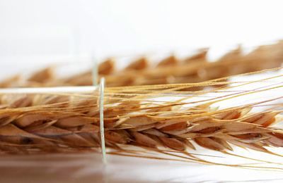 Фото 2. Насіння твердої пшениці, семена твердой пшеницы трансгенный сорт двуручки denton