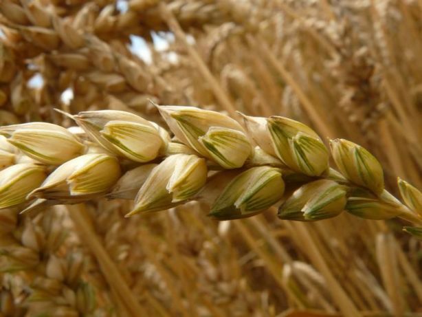 Фото 4. Насіння твердої пшениці, семена твердой пшеницы трансгенный сорт двуручки denton