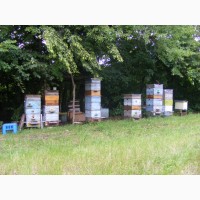 Продам бджолопакети в кількості 40 шт.Матки - Карніка F1, Карпатка.Рамка корпусна