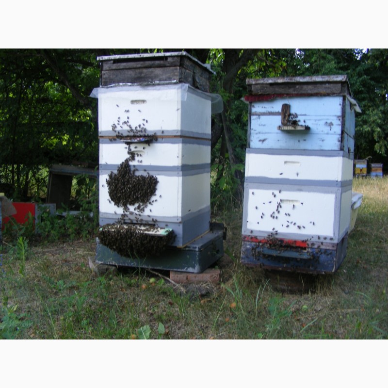 Фото 4. Продам бджолопакети в кількості 40 шт.Матки - Карніка F1, Карпатка.Рамка корпусна