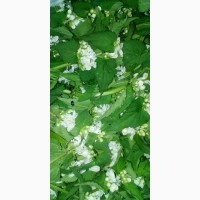 Продам цвіт ясинуватки білої зібраний в екологічно чистій місцевості