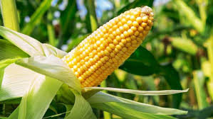 Предприятие закупает кукурузу