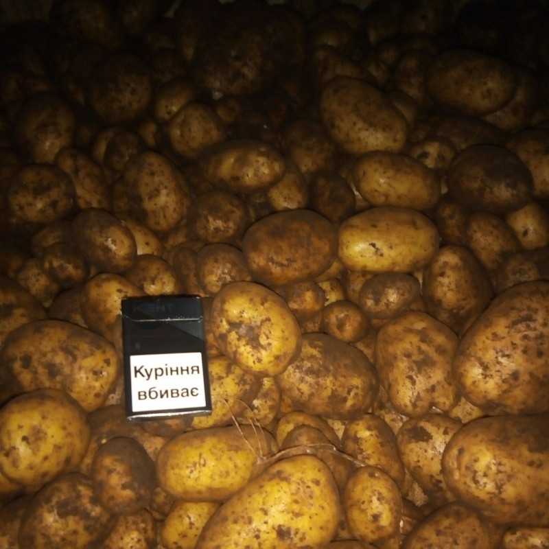 Фото 2. Продам картоплю продовольчу