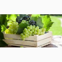 Домашний виноград, столовый и винный