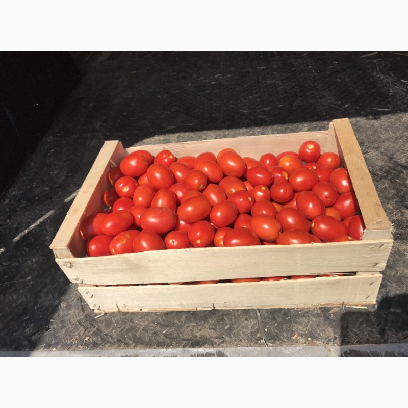 Фото 4. Продам ящики из шпона под ягоду, фрукты, овощи, грибы и рыбу