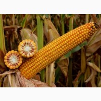 ОНІКС насіння кукурудзи ФАО 350 + безкоштовна доставка