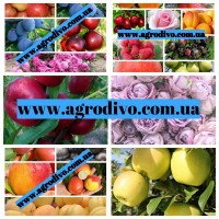 Огромный ассортимент плодовых деревьев, кустовых и плетистых роз от производителя