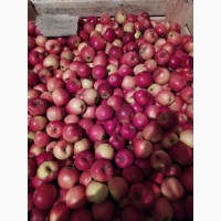 Продам яблоки Яблоко разных сортов
