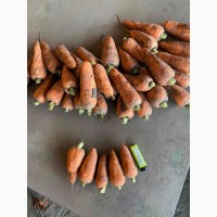 Продам морковь оптом, морковка Харьков