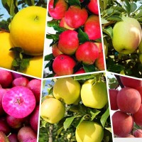 Саженцы смородина, крыжовник, яблоня, персик, жимолость, черешня, слива, абрикос, виноград