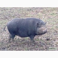 Разведение и реализация корейских свиней и поросят