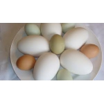 Продам інкубіційні яйця курей, гусей, цесарок, качок, індо-качок та ін.