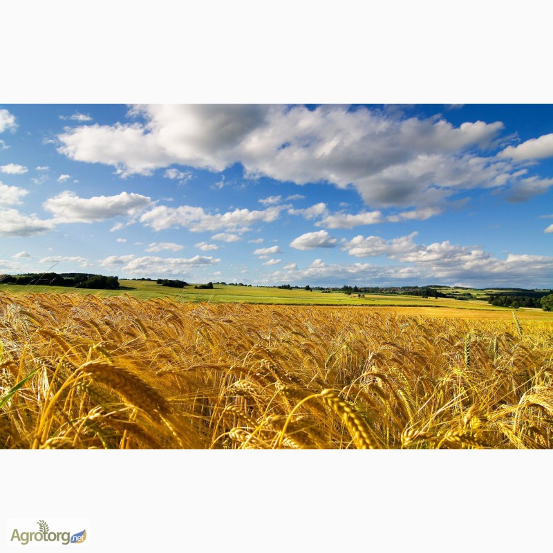 Фото 5. Перевозка зерновых и зернобобовых культур в Украине