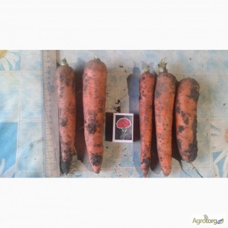 Продам морковь морковку моркву опт 3 грн за кг