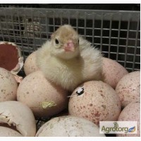 Индюшиное яйцо для инкубации белой мясной породы БЮТ-8, БИГ-6 от 20 шт. Сезон -2018